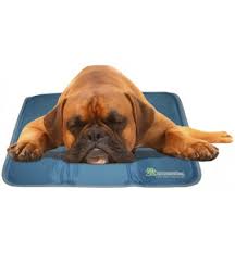 dog exercise ideas summer