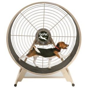 dog exercise tips hot weather