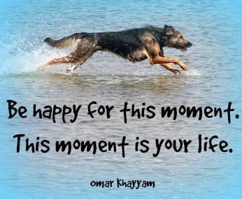 exercise ideas for dogs