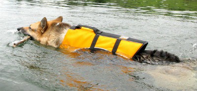 How to Teach a Dog to Swim