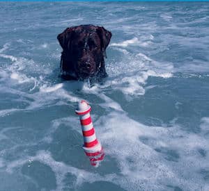 dog toys for swimming lessons