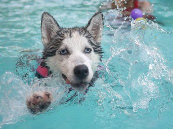 dog swimming lessons