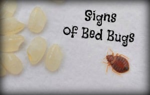 bed bug signs treatments