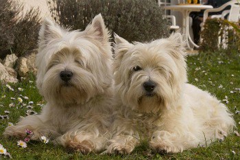 arthritis in dogs