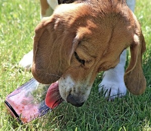 Most Common Dog Diseases
