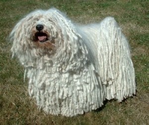 Most Common Dog Diseases