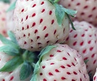 The Parable of the Warrior and the Pineberries