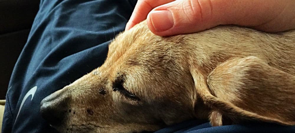 6 Signs It’s Time to Put Your Dog to Sleep HopingFor Blog