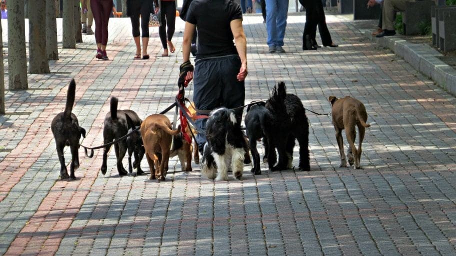 how-much-to-pay-a-dog-walker-hopingfor-blog