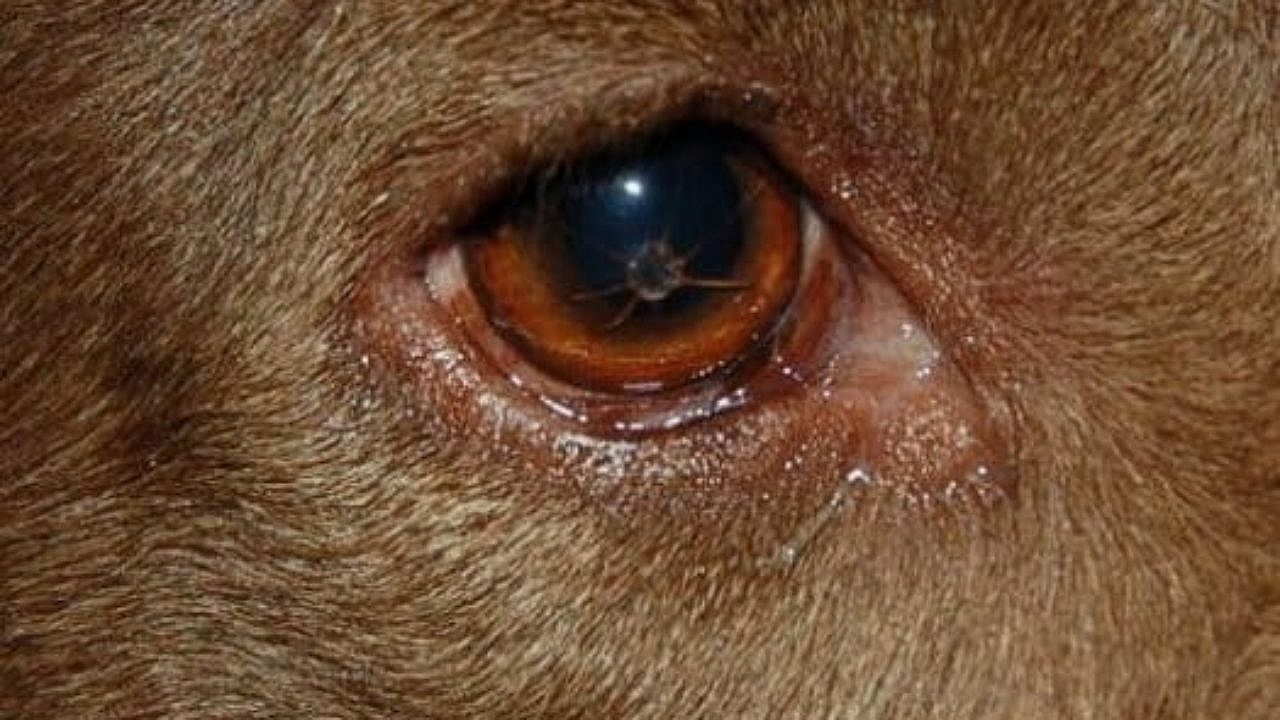 Scratch on dogs eye infectin