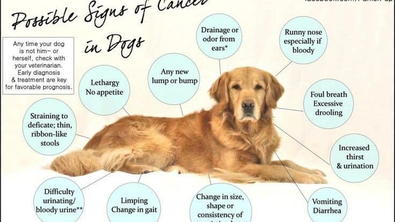 How Long Can A Dog Live With Untreated Cancer / Liver Cancer In Dogs Signs Symtoms Causes Huntersville Vet Carolina Veterinary Specialists / Sun, mar 7, 2021 7:18 am.